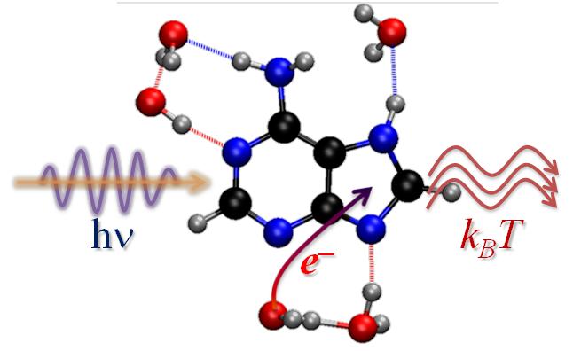 After UV-excitation, dissipation of photoenergy in 7H-adenine in water is triggered by an electron transfer from the solvent to the chromophore. photoenergy